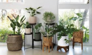 How can using a simple spray bottle for misting leaves improve how some plants look