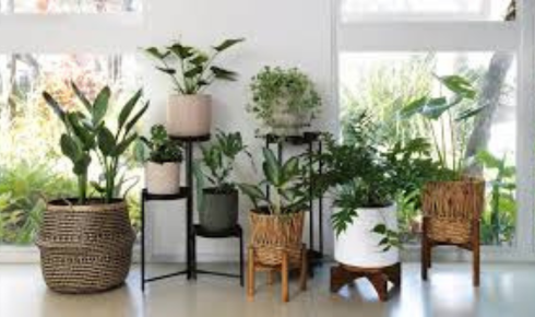 How can using a simple spray bottle for misting leaves improve how some plants look